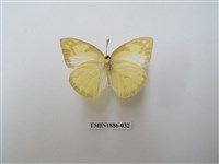 藏品(遷粉蝶)的圖片